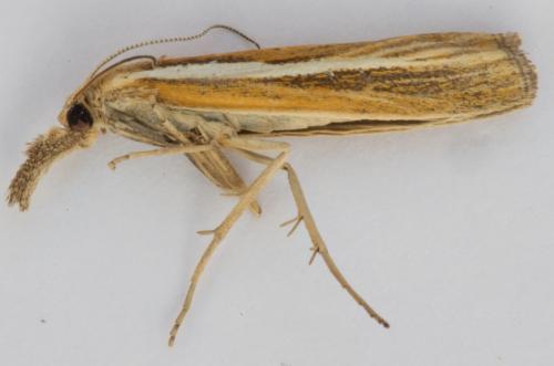 Réf. 189 988 : Agriphila tristella